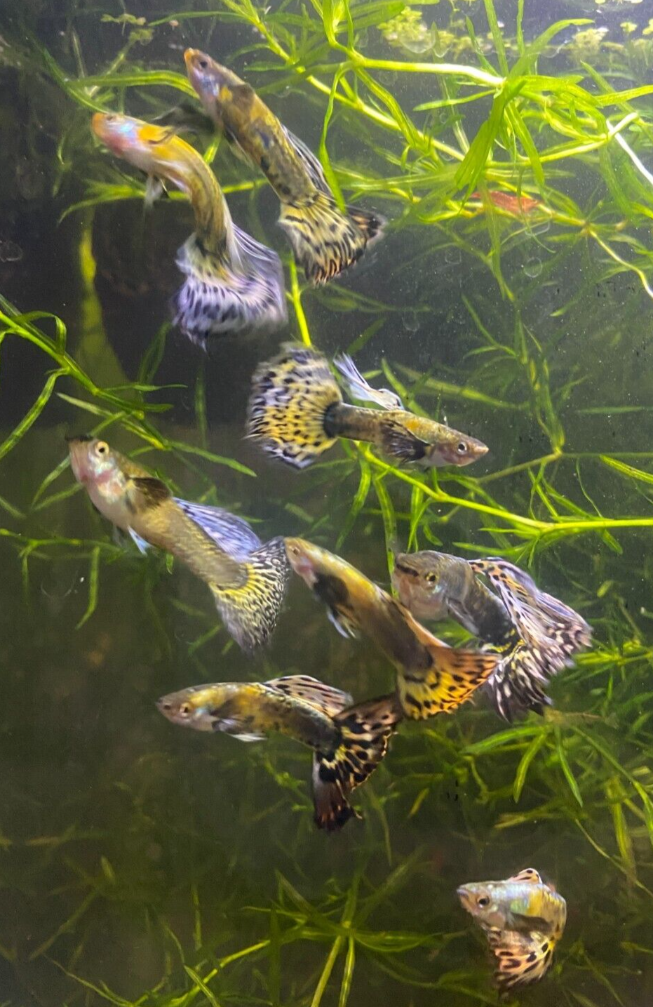 Purple Mosaic Guppy Pair