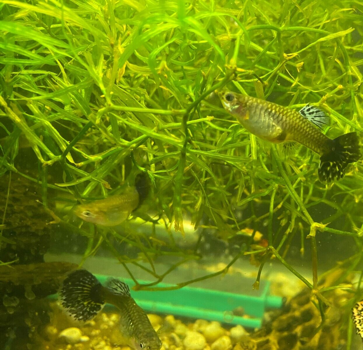 Purple Mosaic Guppy Pair