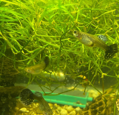 Purple Mosaic Guppy Pair