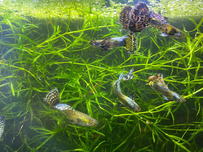 Purple Mosaic Guppy Pair