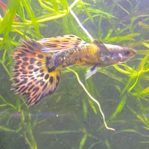 Purple Mosaic Guppy Pair