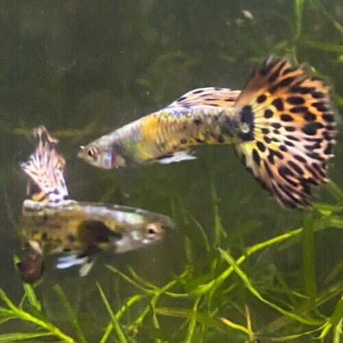 Purple Mosaic Guppy Pair