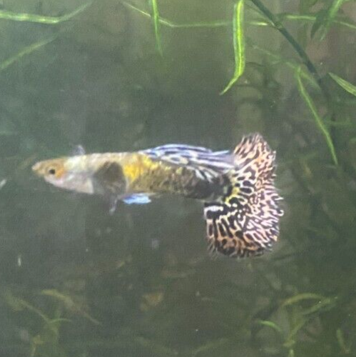 Purple Mosaic Guppy Pair