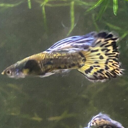 Purple Mosaic Guppy Pair